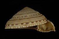 藏品(車輪螺)的圖片